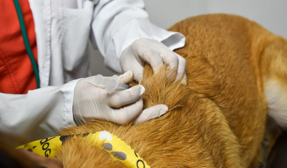 Puente Aranda ya tiene centro de atención y bienestar animal Las mascotas de hogares vulnerables de la localidad o en estado de abandono, encontrarán en este centro brigadas médico-veterinarias para su salud y bienestar.