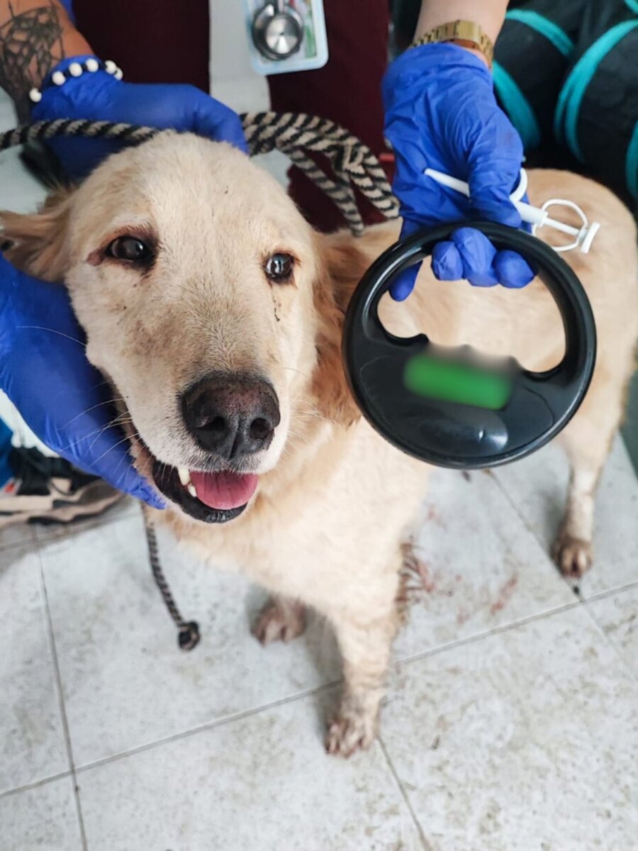 Rescatan a 12 perros de un criadero clandestino en Ciudad Bolívar 1 Rescatan a 12 perros de un criadero clandestino en Ciudad Bolívar El Distrito encontró en el barrio Lucero, un criadero de razas shih tzu, pug, bulldog francés, bull terrier, husky, dóberman y golden retriver, los cuales vivían sometidos y sobreexplotados en un lugar con lamentables condiciones de salubridad.