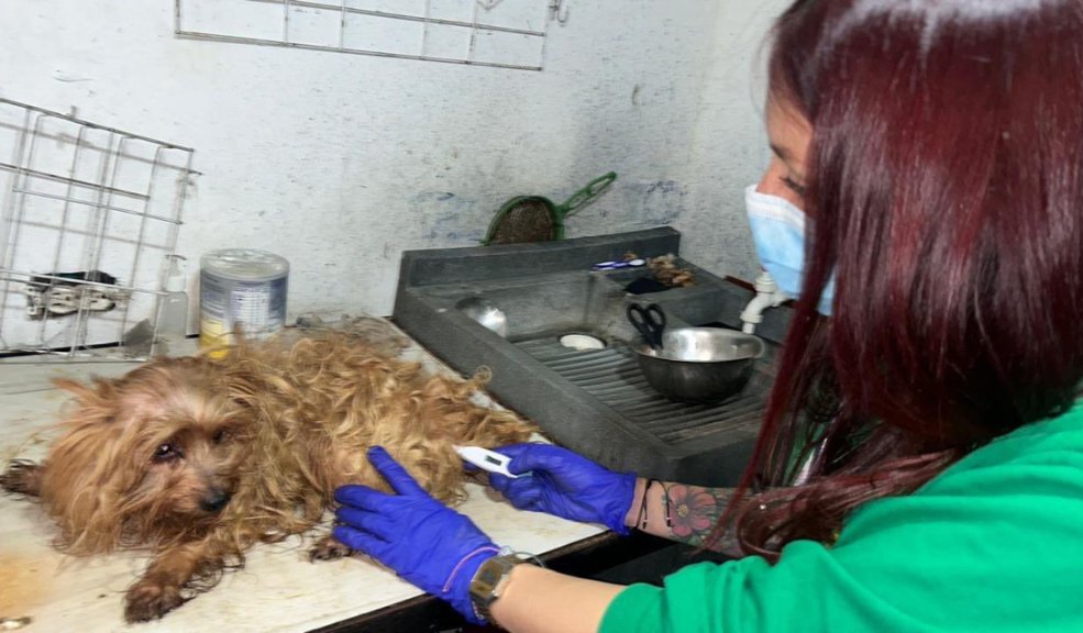 Rescataron a 46 animales en Bogotá: 30 de un criadero y 11 de la plaza de El Restrepo Los rescates de estos animales se realizaron en las localidades de Ciudad Bolívar y Antonio Nariño
