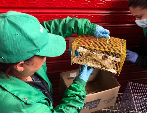 Rescataron a 46 animales en Bogotá: 30 de un criadero y 11 de la plaza de El Restrepo 1 Rescataron a 46 animales en Bogotá: 30 de un criadero y 11 de la plaza de El Restrepo Los rescates de estos animales se realizaron en las localidades de Ciudad Bolívar y Antonio Nariño