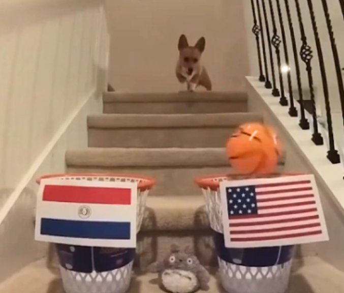 Un perro de raza corgi predijo quién ganará la Copa América Steph Furry, como se llama este peludo de raza corgi, predijo que el Real Madrid sería el ganador en la final de la Champions League contra el Borussia Dortmund.