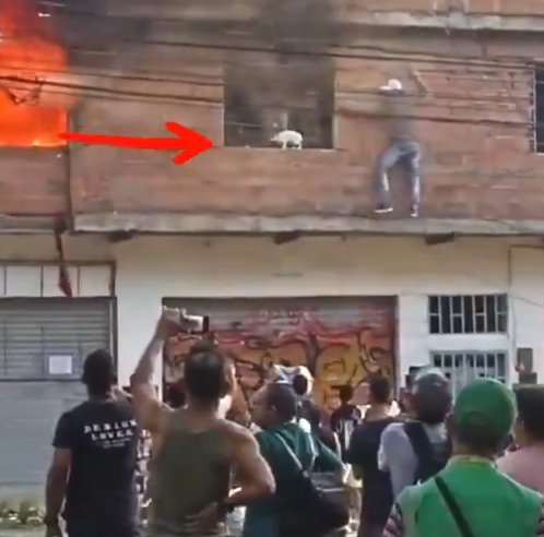 ¡Todo un héroe! Hombre salvó a cinco gaticos de voraz incendio El hombre arriesgó su vida para salvar a las mascotas. Vea el video aquí.