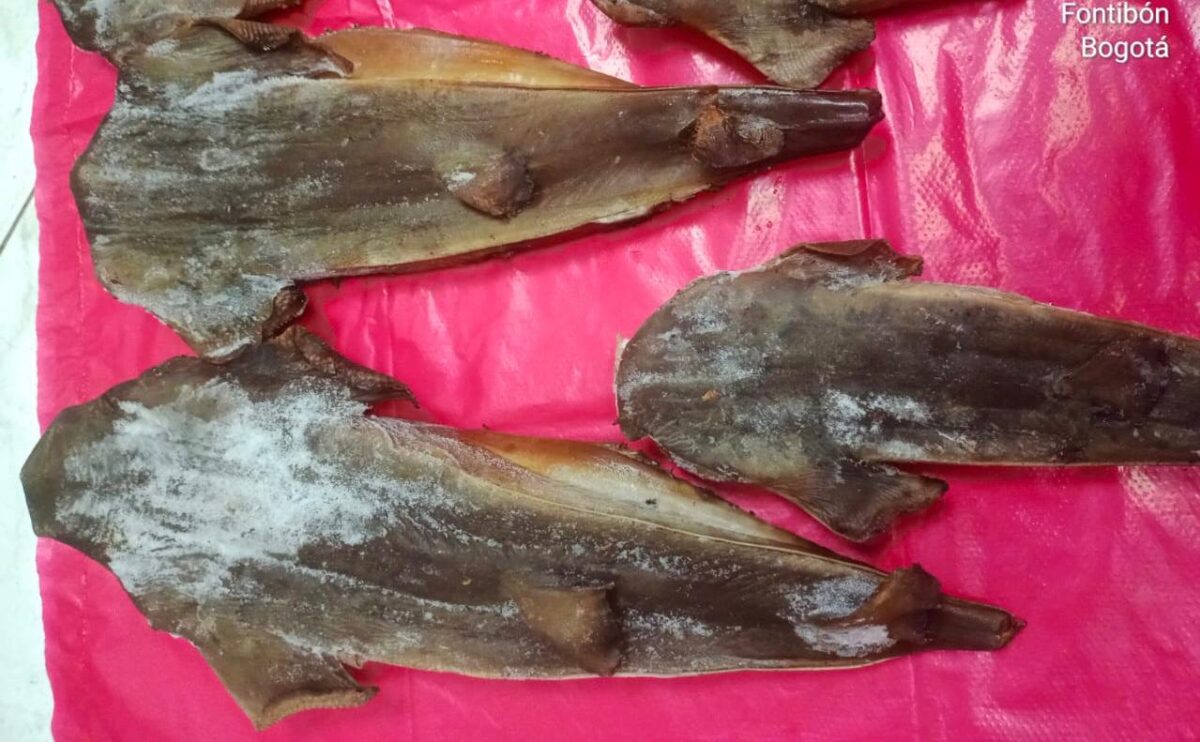 ¡Indignante! Restaurante de Bogotá comercializaba carne de tiburón en vía de extinción 1 ¡Indignante! Restaurante de Bogotá comercializaba carne de tiburón en vía de extinción La Secretaría de Ambiente, con el apoyo de la Policía Nacional, incautó 5.5 kilogramos de carne de tiburón tollo (Mustelus sp.) que estaban siendo comercializados en un restaurante de la ciudad.
