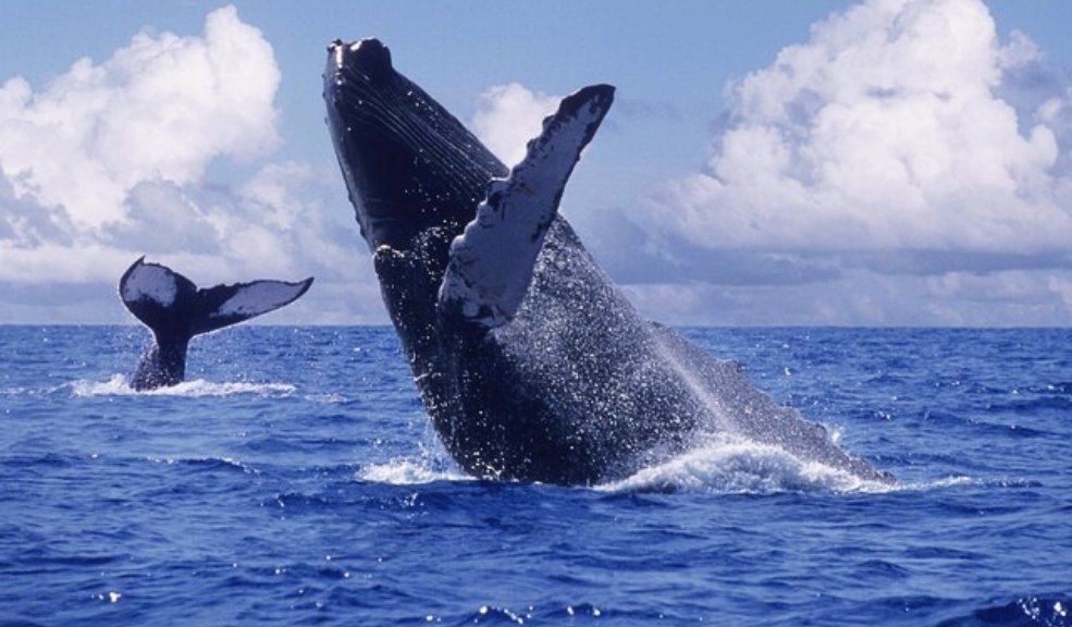 Arrancó la temporada de avistamiento de ballenas en el Pacífico 9 Arrancó la temporada de avistamiento de ballenas en el Pacífico Colombianos que residen en el Pacífico ya le dieron a las ballenas jorobadas.
