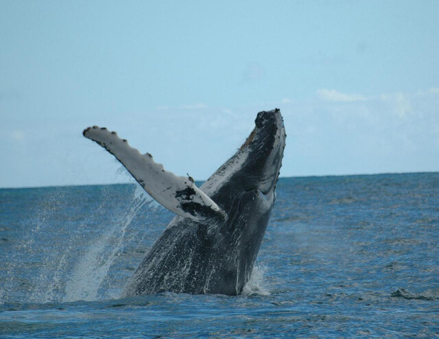 Arrancó la temporada de avistamiento de ballenas en el Pacífico 1 Arrancó la temporada de avistamiento de ballenas en el Pacífico Colombianos que residen en el Pacífico ya le dieron a las ballenas jorobadas.