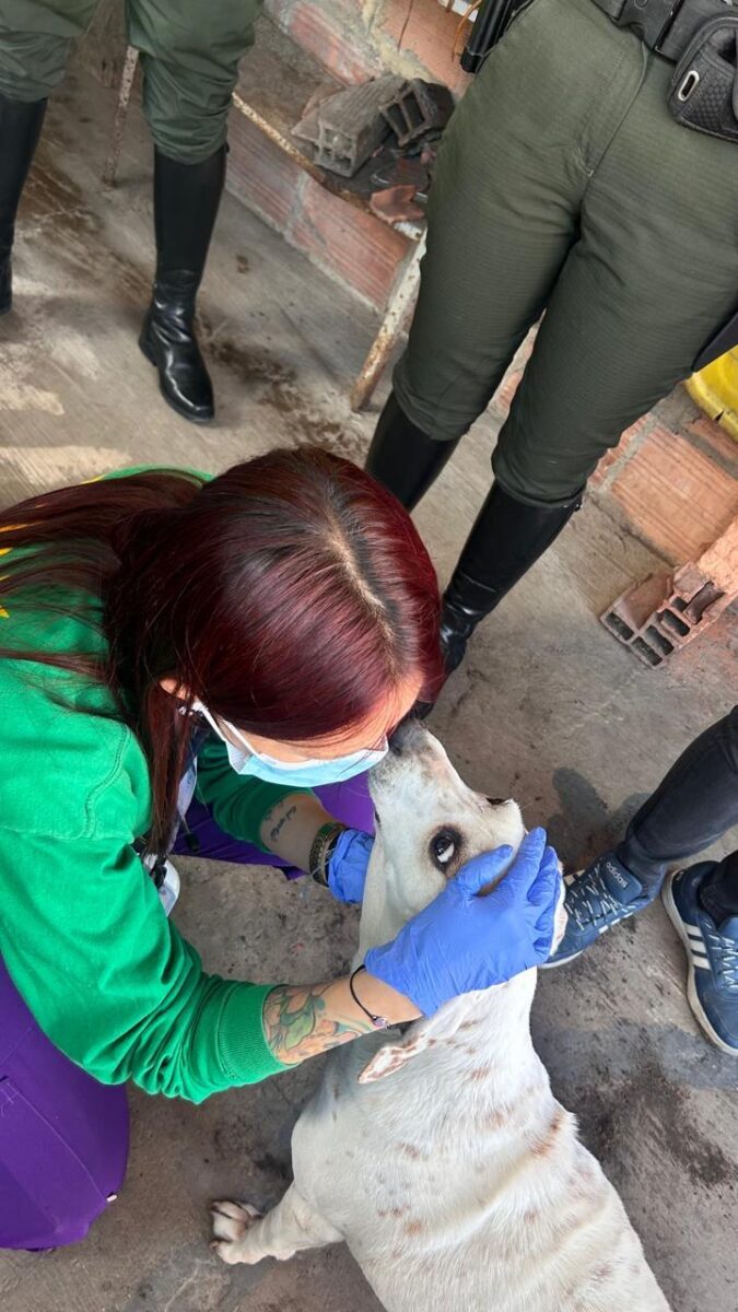 Dos perros víctimas de torturas fueron rescatados de su verdugo en Bosa 1 Foto: Cortesía IDPYBA