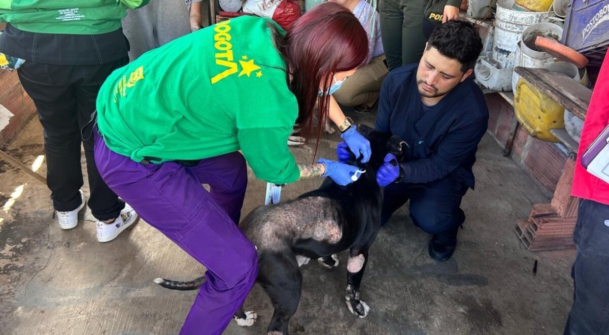 Dos perros víctimas de torturas fueron rescatados de su verdugo en Bosa Milu y Barú eran sometidos a maltrato animal. Los dos peludos, que permanecían en una terraza de una vivienda en la localidad de Bosa, eran sometidos condiciones insolubres y a constantes golpizas.