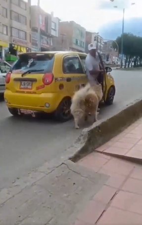 EN VIDEO: La verdad detrás del supuesto abandono de perrito 1 EN VIDEO: La verdad detrás del supuesto abandono de perrito En redes sociales se volvió viral el video de un hombre que supuestamente abandona a un perrito en Duitama (Boyacá). Las autoridades le hicieron seguimiento al caso y esto fue lo que encontraron.