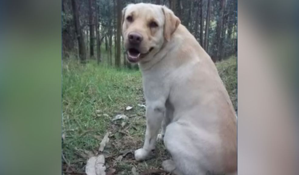 Indignación por envenenamiento de perritos en Tocancipá Los residentes del municipio de Tocancipá (Cundinamarca), y de las veredas de este tranquilo pueblo, despertaron alarmados ayer luego de conocerse las denuncias de varios casos de envenenamiento de perritos en diversas zonas.