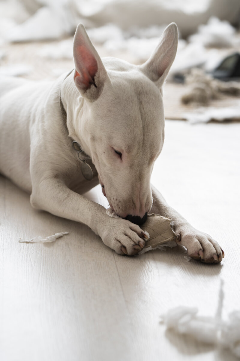 Corte Constitucional prohíbe las mutilaciones en animales por razones estéticas Se prohibieron procedimientos como la mutilación de orejas o cola en las mascotas.