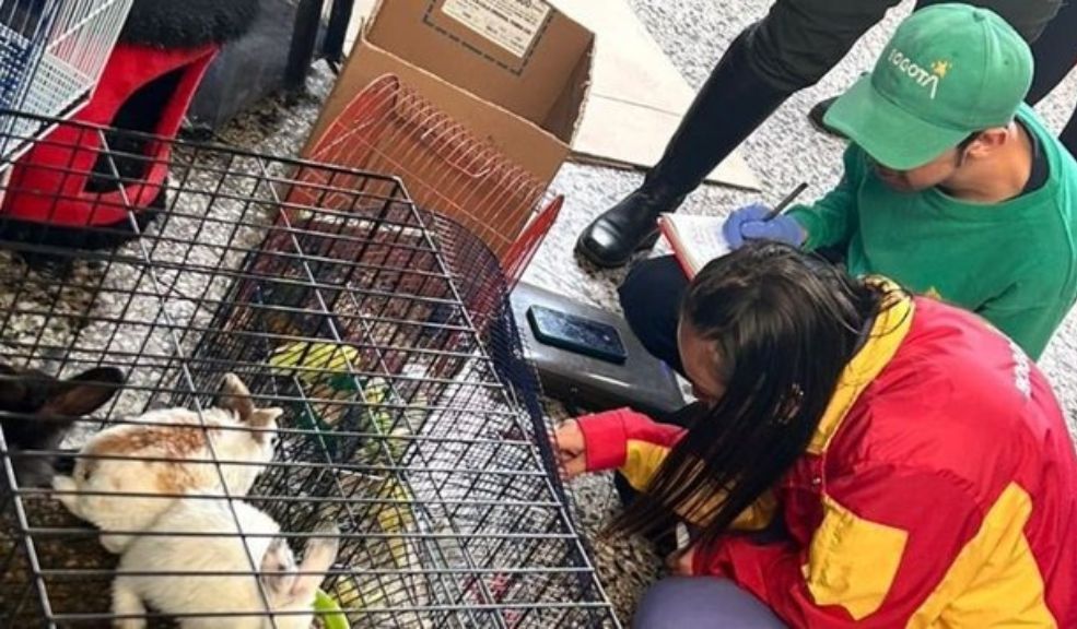 Alcaldía rescató 78 animales que eran comercializados en la Plaza del Restrepo 1 Alcaldía rescató 78 animales que eran comercializados en la Plaza del Restrepo Este operativo dirigido por la Alcaldía se llevó a cabo con el propósito de garantizar que no se estuvieran comercializando animales vivos en este centro de abastecimiento de alimentos, en cumplimiento del Acuerdo Distrital 801 de 2021, que prohíbe dicha práctica en las plazas de mercado de la ciudad.