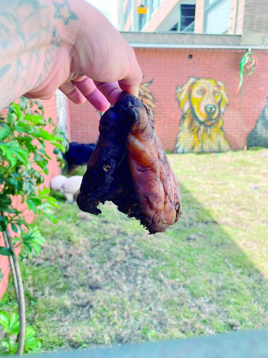Amenazan veterinaria de Usaquén por ladridos de perritos 2 Amenazan veterinaria de Usaquén por ladridos de perritos Los perritos de la clínica veterinaria QUIRURGI VET, ubicada en la carrera 14A con calle 109, en la localidad de Usaquén, se encuentran en peligro y no es por ninguna enfermedad, sino debido a las amenazas que están recibiendo hace un tiempo por parte de una vecina del sector.