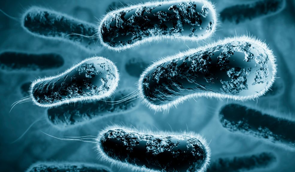Esta es la bacteria que adquirió el joven que será sometido a eutanasia 2 Esta es la bacteria que adquirió el joven que será sometido a eutanasia Pero años más tarde, en un viaje al municipio de Melgar, en Tolima, adquirió una bacteria luego de sumergirse en una piscina. A su regreso a Bogotá, desarrolló una llaga en su glúteo izquierdo, que luego se extendió al derecho, afectando el hueso. “La infección empezó a agrandarse. En este momento, llevo hospitalizado un mes. Fui a consultar porque tenía fiebre y dolor en los huesos”, comentó. Los exámenes revelaron que la bacteria seguía muy activa en su cuerpo, destruyendo tejidos y provocando osteomielitis (una infección del hueso causada generalmente por bacterias, micobacterias u hongos).