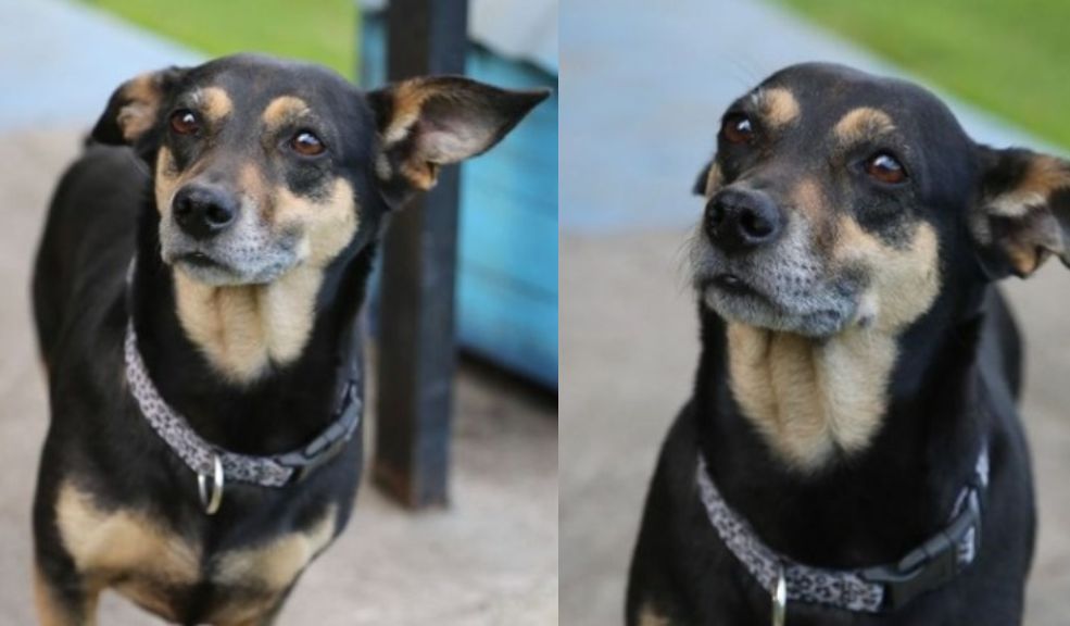 Javier Acosta, joven que será sometido a eutanasia, entregó en adopción a su perrita 1 Javier Acosta, joven que será sometido a eutanasia, entregó en adopción a su perrita Katy, la perrita de Javier Acosta, será puesta en adopción a través de la cuenta de Instagram Adopta Un Amigo Chan, quienes realizarán el debido proceso para asegurar un hogar lleno de cariño para la mascota.