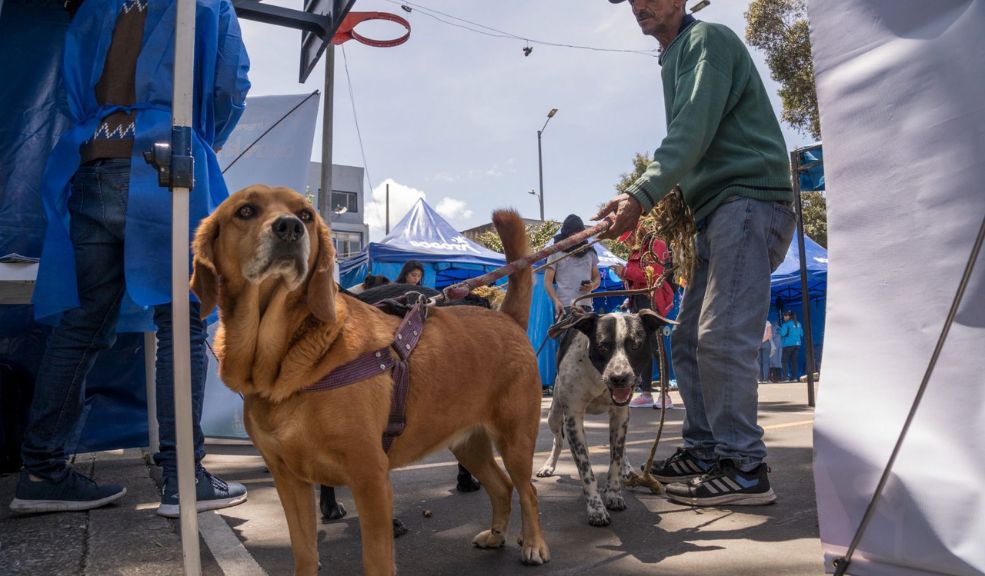 Secretaría de Salud vacunará gratis a perros y gatos en Expopet 2024 7 Secretaría de Salud vacunará gratis a perros y gatos en Expopet 2024 La vacunación animal es una práctica esencial para garantizar el bienestar y la salud de las mascotas, y Bogotá no es la excepción. Por eso, el Distrito estará vacunando a las mascotas gratis durante la feria Expopet 2024. En Q'HUBO Le contamos todo lo que debe saber.