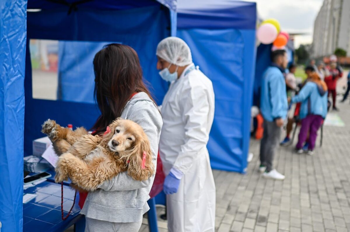 Secretaría de Salud vacunará gratis a perros y gatos en Expopet 2024 1 Secretaría de Salud vacunará gratis a perros y gatos en Expopet 2024 La vacunación animal es una práctica esencial para garantizar el bienestar y la salud de las mascotas, y Bogotá no es la excepción. Por eso, el Distrito estará vacunando a las mascotas gratis durante la feria Expopet 2024. En Q'HUBO Le contamos todo lo que debe saber.