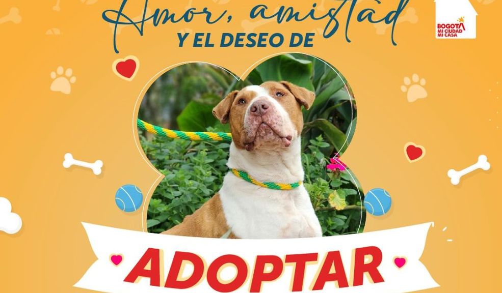 En amor y amistad acoja un perrito: más de 40 peludos sin hogar serán dados en adopción 3 En amor y amistad acoja un perrito: más de 40 peludos sin hogar serán dados en adopción El próximo 21 y 22 de septiembre más de 40 perros rescatados del maltrato y el abandono esperan encontrar un nuevo hogar. La jornada se llevará a cabo en el barrio El Muelle, en la localidad de Engativá, de 10:00 a.m. a 3:00 p.m.