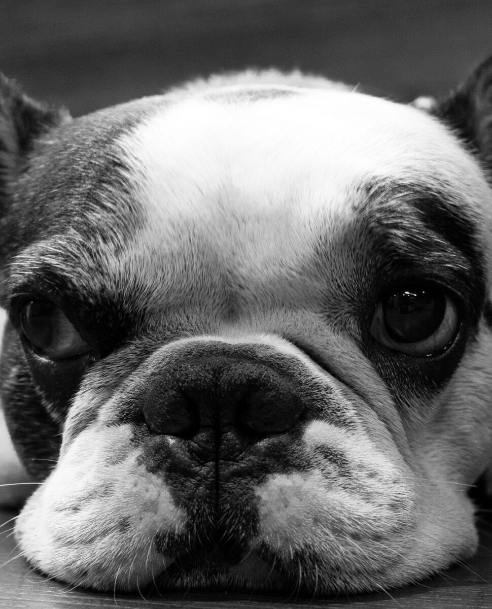 Fiel hasta el final: perrito de Rodolfo Hernández murió en las últimas horas 1 Fiel hasta el final: perrito de Rodolfo Hernández murió en las últimas horas Con el emotivo mensaje "Se fue Narco a cuidar a mi papá" el hijo de Rodolfo Hernández confirmó el fallecimiento también de la mascota horas después de la muerte de su dueño.