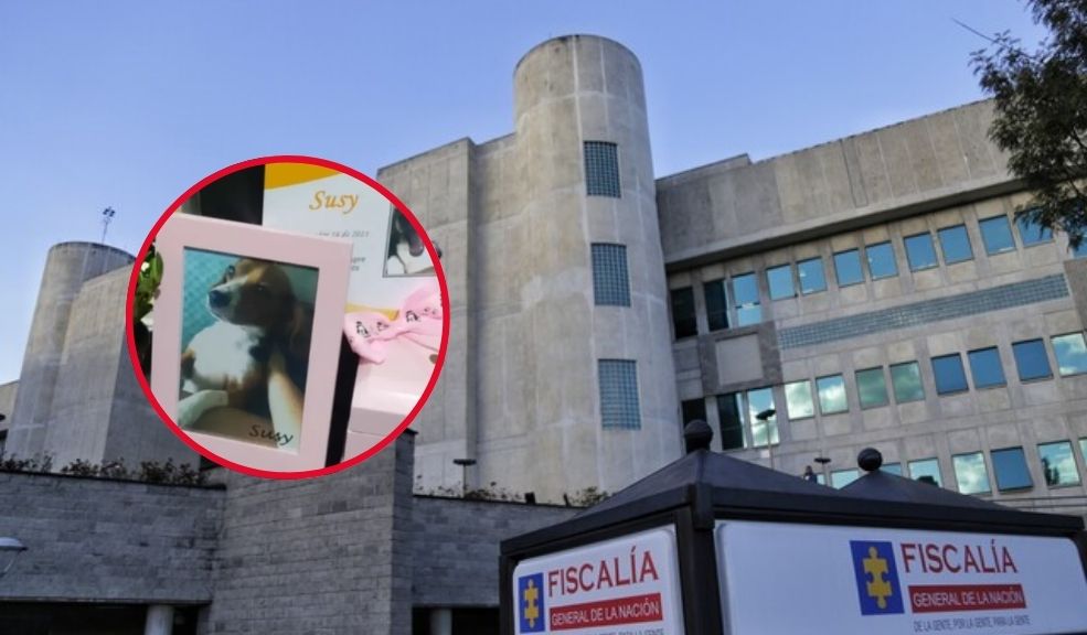 Imputan a falso veterinario que practicó procedimientos quirúrgicos a mascotas Al sujeto le fueron imputados los delitos de maltrato animal y falsedad personal.
