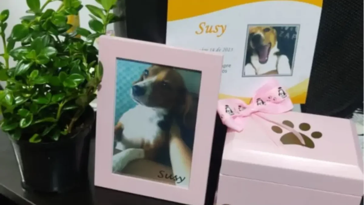 Imputan a falso veterinario que practicó procedimientos quirúrgicos a mascotas 1 Imputan a falso veterinario que practicó procedimientos quirúrgicos a mascotas Al sujeto le fueron imputados los delitos de maltrato animal y falsedad personal.