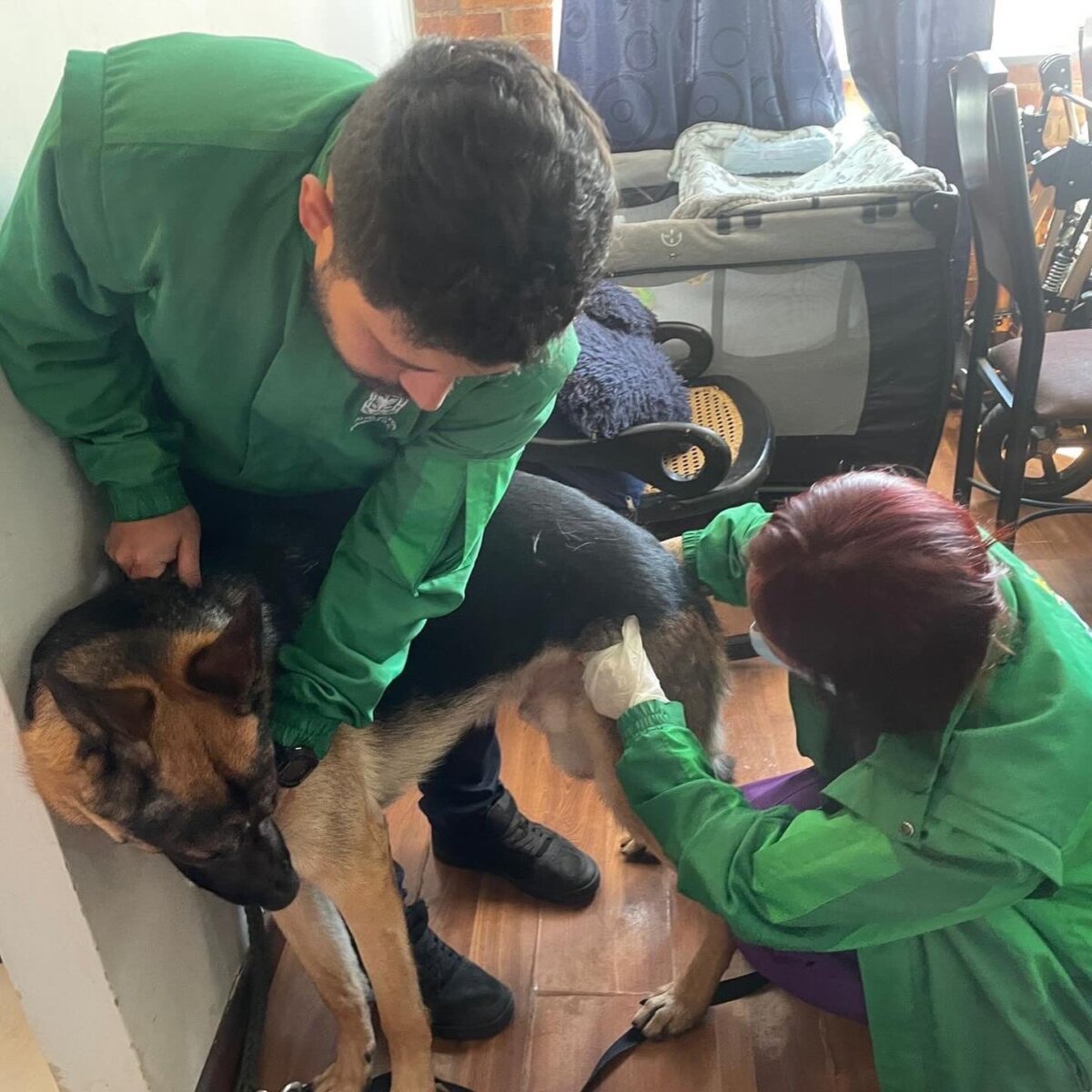 Perrito agredido en ascensor ya fue atendido por Bienestar Animal 2 Perrito agredido en ascensor ya fue atendido por Bienestar Animal El incidente fue registrado por las cámaras de seguridad del ascensor, donde se observa al dueño del animal propinarle varias patadas, luego de que el peludo se orinara en el elevador.