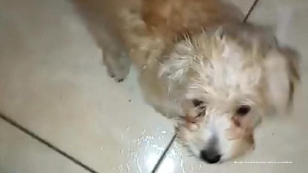 Judicializan a mujer que lanzó al perrito de su ex desde un piso 12 1 Judicializan a mujer que lanzó al perrito de su ex desde un piso 12 La Fiscalía General de la Nación presentó ante un juez de control de garantías a Paola Andrea Rodríguez, acusada de causar la muerte de un perro de un año y dos meses llamado ‘Monster’ en Bello, Antioquia.