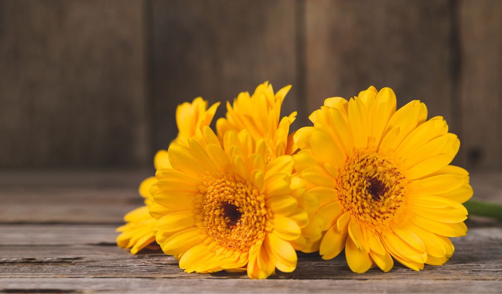 ¿Por qué se regalan flores amarillas el 21 de septiembre? 8 ¿Por qué se regalan flores amarillas el 21 de septiembre? La costumbre de regalar flores amarillas en esta fecha proviene de diversas influencias culturales. En muchas culturas, el amarillo simboliza la luz del sol, la felicidad y el optimismo. En el hemisferio norte, el 21 de septiembre marca el inicio del otoño, mientras que en el hemisferio sur señala el comienzo de la primavera. Este día se convierte en un símbolo de renovación y transición.