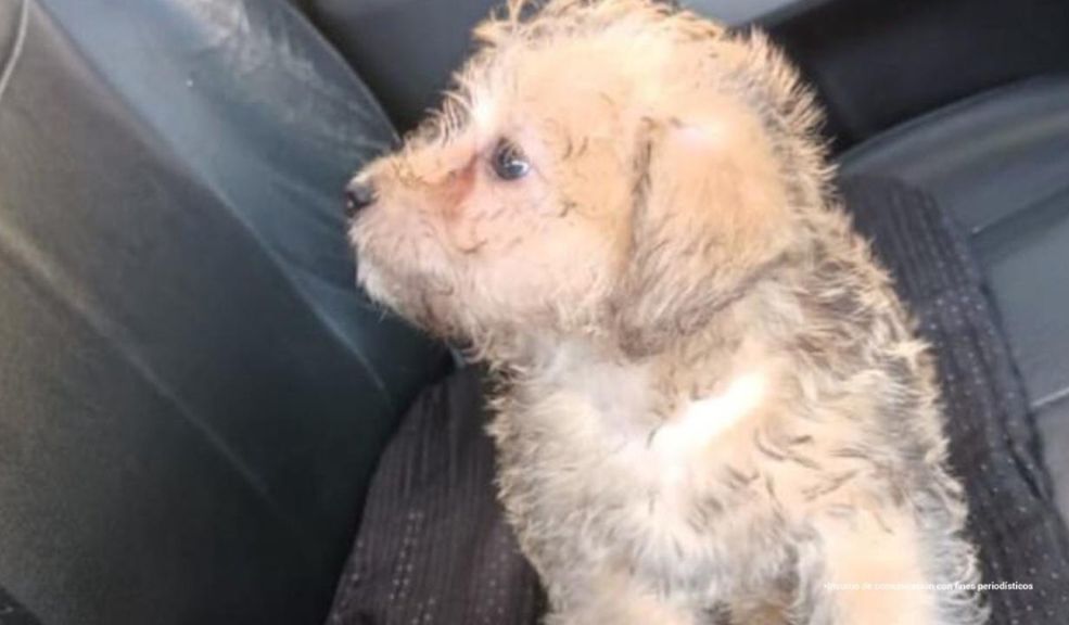Judicializan a mujer que lanzó al perrito de su ex desde un piso 12 La Fiscalía General de la Nación presentó ante un juez de control de garantías a Paola Andrea Rodríguez, acusada de causar la muerte de un perro de un año y dos meses llamado ‘Monster’ en Bello, Antioquia.