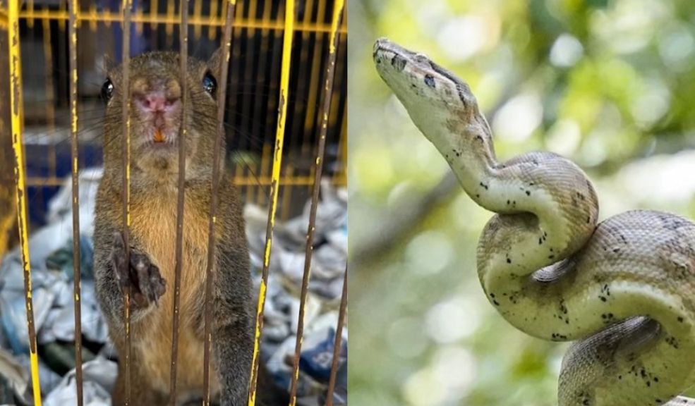 59 animales silvestres víctimas del tráfico ilegal en Bogotá fueros rescatados y puestos en libertad 1 59 animales silvestres víctimas del tráfico ilegal en Bogotá fueros rescatados y puestos en libertad Estos animales, que incluyen una diversidad de especies como tortugas, monos, iguanas, aves y serpientes, fueron rescatados de redes de tráfico ilegal, rehabilitados durante meses o años, y finalmente liberados en un entorno natural donde pueden reanudar sus roles ecológicos.