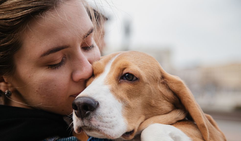 Estas son ocho recomendaciones para viajar con tu mascota en vacaciones MSD Salud Animal en Colombia comparte ocho recomendaciones que permitirán a las familias disfrutar del viaje sin contratiempos y priorizando siempre la salud y comodidad de sus mascotas. A continuación, te explicamos cada uno de estos consejos.