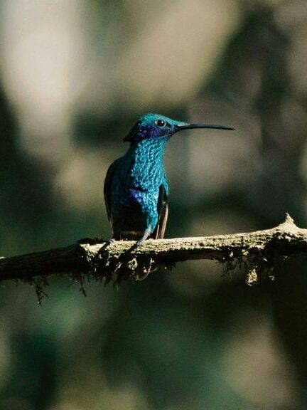 Esta es la guía virtual que le permite consultar toda la fauna y flora de Bogotá 1 Esta es la guía virtual que le permite consultar toda la fauna y flora de Bogotá Entre los datos puede consultar el nombre común de la especie o planta, la distribución geográfica, el tamaño, su dieta y estado de conservación, entre otros.