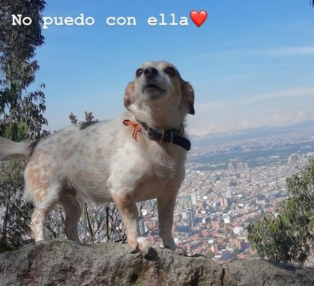 Jorge Enrique Abello manifestó su dolor por la pérdida de su perrita 1 Jorge Enrique Abello manifestó su dolor por la pérdida de su perrita Las mascotas se han convertido en un miembro esencial de las familias contemporáneas, y su partida puede sentirse tan dolorosa como la de un ser querido. Así lo ha demostrado el actor colombiano Jorge Enrique Abello, quien atraviesa un duelo por la muerte de su fiel compañera, una perrita a la que llamaba Pulga Rosa.