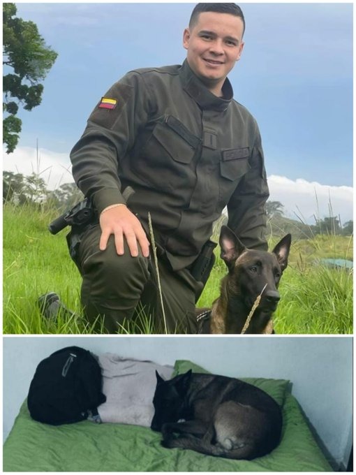 Perrito de subteniente asesinado recibe apoyo psicológico 1 Perrito de subteniente asesinado recibe apoyo psicológico 'Hal', el perro de raza belga que acompañó durante tres años al Subteniente de la Policía Anderson Gómez, aún lo sigue esperando.
