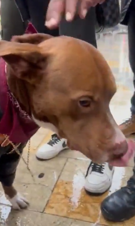 Rescatan a perrito que era usado por su dueño para pedir plata en el centro de Bogotá 1 Rescatan a perrito que era usado por su dueño para pedir plata en el centro de Bogotá La comunidad, en compañía de las autoridades, logró rescatar a un perrito que era explotado por su dueño, pues lo usaba para pedir monedas a cambio de fotos. Así lo encontraron.