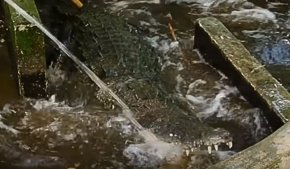 Revelan imágenes de 'Pepe' el cocodrilo del Bronx 1 Revelan imágenes de 'Pepe' el cocodrilo del Bronx Lo que parecía una leyenda urbana se ha confirmado con perturbadoras imágenes: 'Pepe', el infame cocodrilo del Bronx, existió y fue testigo silencioso de algunos de los crímenes más atroces en la historia reciente de Bogotá. El reptil, que pasó de ser una simple lagartija a convertirse en un monstruo carnívoro, formaba parte del arsenal de terror de los 'Sayayines'.