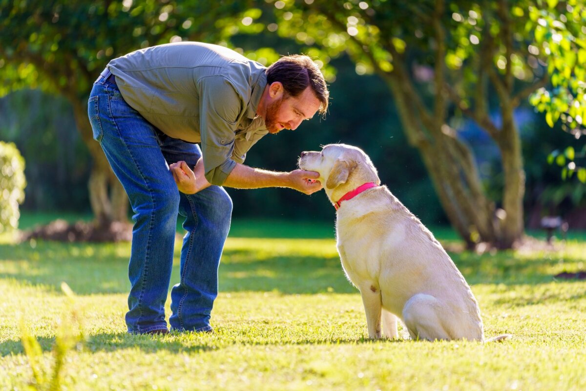 Estas son ocho recomendaciones para viajar con tu mascota en vacaciones MSD Salud Animal en Colombia comparte ocho recomendaciones que permitirán a las familias disfrutar del viaje sin contratiempos y priorizando siempre la salud y comodidad de sus mascotas. A continuación, te explicamos cada uno de estos consejos.