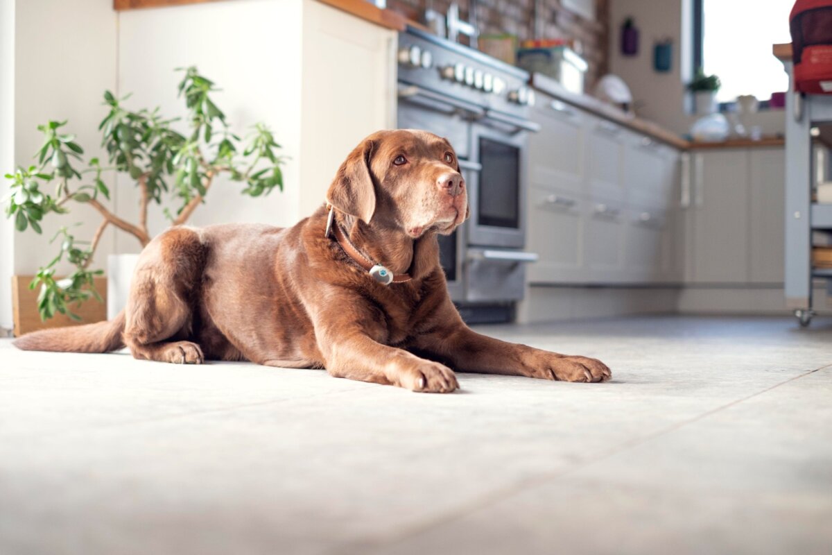 Estas son ocho recomendaciones para viajar con tu mascota en vacaciones MSD Salud Animal en Colombia comparte ocho recomendaciones que permitirán a las familias disfrutar del viaje sin contratiempos y priorizando siempre la salud y comodidad de sus mascotas. A continuación, te explicamos cada uno de estos consejos.