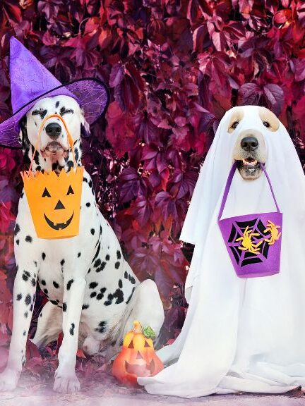 ¡Aproveche! Así se celebrará Halloween en los centros comerciales de Bogotá 1 ¡Aproveche! Así se celebrará Halloween en los centros comerciales de Bogotá Este año, varios centros comerciales han organizado actividades que buscan atraer a miles de personas, promoviendo el comercio local y ofreciendo experiencias memorables para toda la familia.