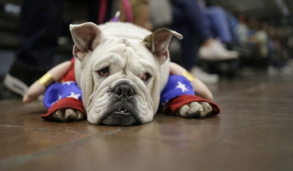Consejos para cuidar a las mascotas durante los viajes en época decembrina Estas son algunas recomendaciones que debe tener en cuenta si sale de viaje con su mascota.