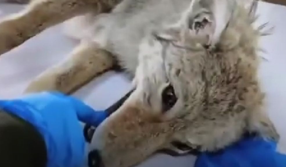 Encuentran dos coyotes disecados en el aeropuerto El Dorado 1 Encuentran dos coyotes disecados en el aeropuerto El Dorado Los coyotes fueron enviados desde el exterior y tenían como destino la ciudad de Bogotá.