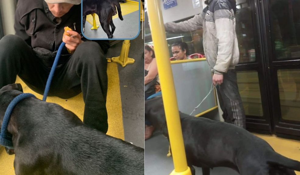 Perrita explotada para pedir dinero fue rescatada: se presume que también era abusada 7 Perrita explotada para pedir dinero fue rescatada: se presume que también era abusada La perrita estaba bajo el poder de un habitante de calle que la utilizaba para pedir dinero en TransMilenio. Se sospecha que también era abusada. ¡Indignante!
