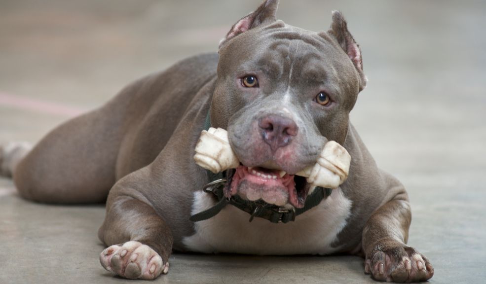 Corte Constitucional prohíbe las mutilaciones en animales por razones estéticas Se prohibieron procedimientos como la mutilación de orejas o cola en las mascotas.