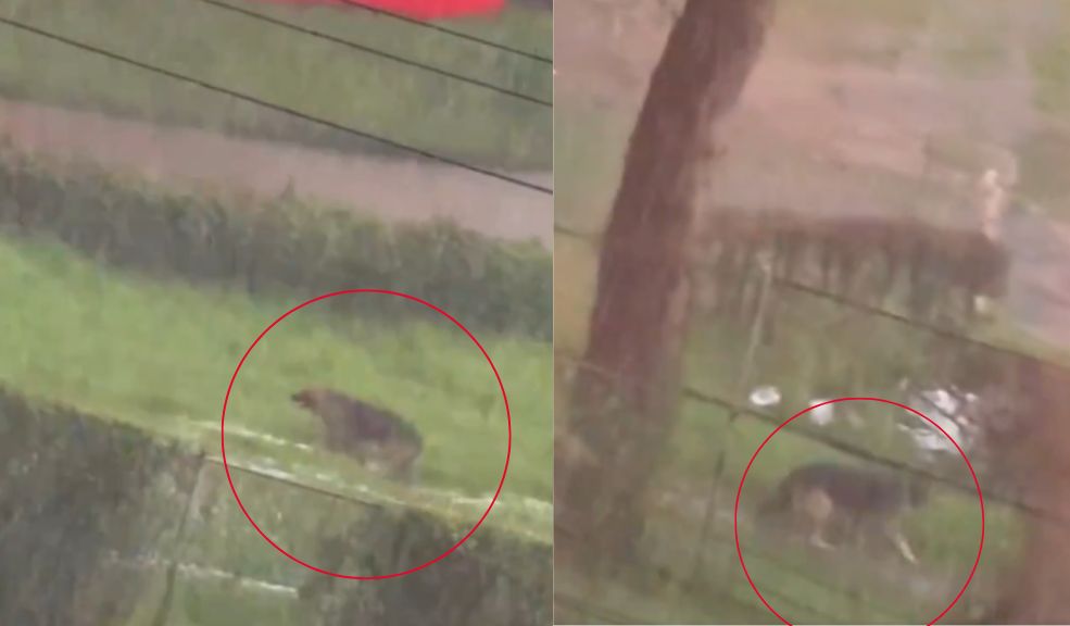 EN VIDEO: Dejaron a un perrito encadenado durante fuertes lluvias en Bogotá Este 9 de noviembre, un video compartido en redes sociales ha causado gran indignación entre los internautas, pues en este se ve a un perrito buscando refugio de las lluvias y granizadas que se presentaron el sábado en la tarde en Bogotá; sin embargo, no lo logró, pues estaba encadenado.
