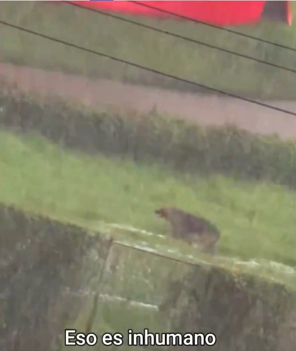 EN VIDEO: Dejaron a un perrito encadenado durante fuertes lluvias en Bogotá 1 EN VIDEO: Dejaron a un perrito encadenado durante fuertes lluvias en Bogotá Este 9 de noviembre, un video compartido en redes sociales ha causado gran indignación entre los internautas, pues en este se ve a un perrito buscando refugio de las lluvias y granizadas que se presentaron el sábado en la tarde en Bogotá; sin embargo, no lo logró, pues estaba encadenado.
