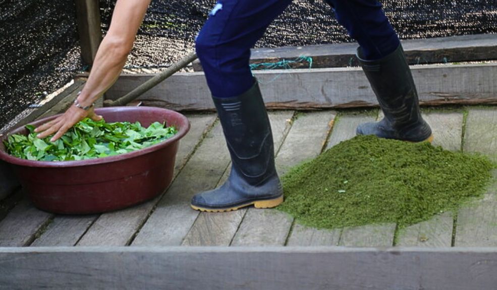 Gobierno pide a la ONU que revisen cómo se miden los cultivos de coca El Gobierno Nacional formalizó este martes su solicitud ante la ONU para revisar las metodologías utilizadas en la medición de cultivos de coca, luego de que un informe indicara un aumento significativo en la producción de cocaína en el país.
