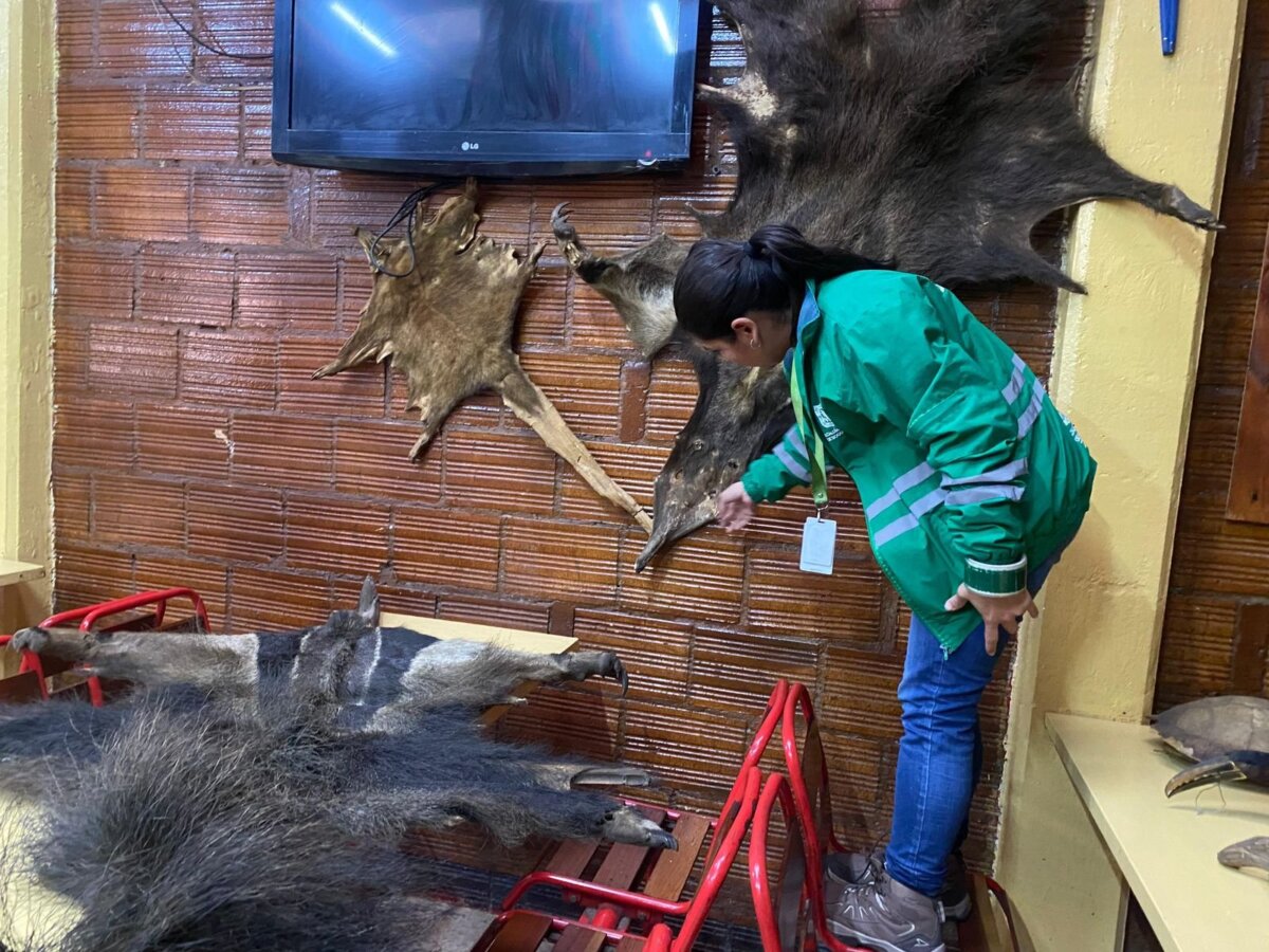 Incautan productos elaborados con fauna silvestre en Ciudad Bolívar La Secretaría de Ambiente, en conjunto con la Policía Ambiental y Ecológica, realizó un operativo en el sur de Bogotá que resultó en la incautación de más de 24 productos elaborados a partir de especies de fauna silvestre.