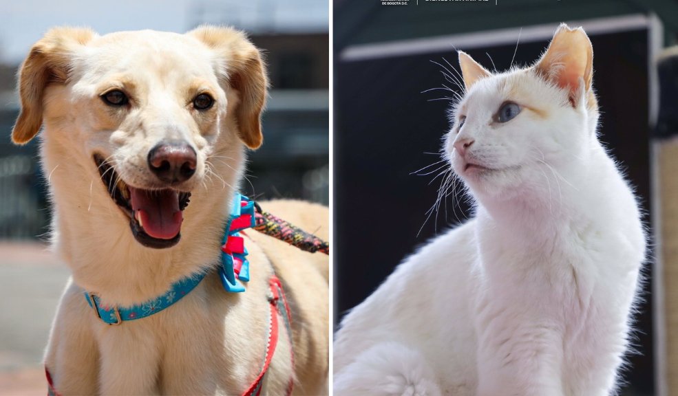 ¿Cómo puede evitar que su perro o gato se asuste con el ruido de la pólvora? 8 ¿Cómo puede evitar que su perro o gato se asuste con el ruido de la pólvora? Ruidos fuertes pueden generar estrés, miedo y en algunos casos problemas de salud graves para los animales.
