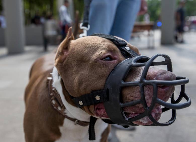Abuela de 80 años murió tras ser atacada por un perro pitbull 1 Abuela de 80 años murió tras ser atacada por un perro pitbull El esposo de la mujer, también un adulto mayor, murió tras enterarse del ataque del que fue víctima su esposa.