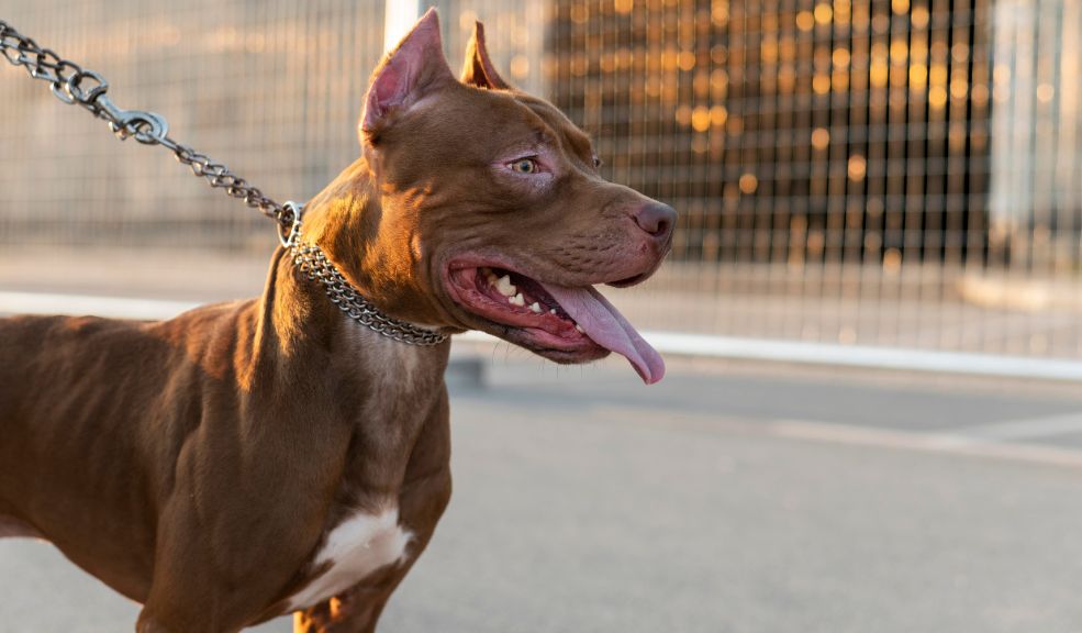 Abuela de 80 años murió tras ser atacada por un perro pitbull 1 Abuela de 80 años murió tras ser atacada por un perro pitbull El esposo de la mujer, también un adulto mayor, murió tras enterarse del ataque del que fue víctima su esposa.