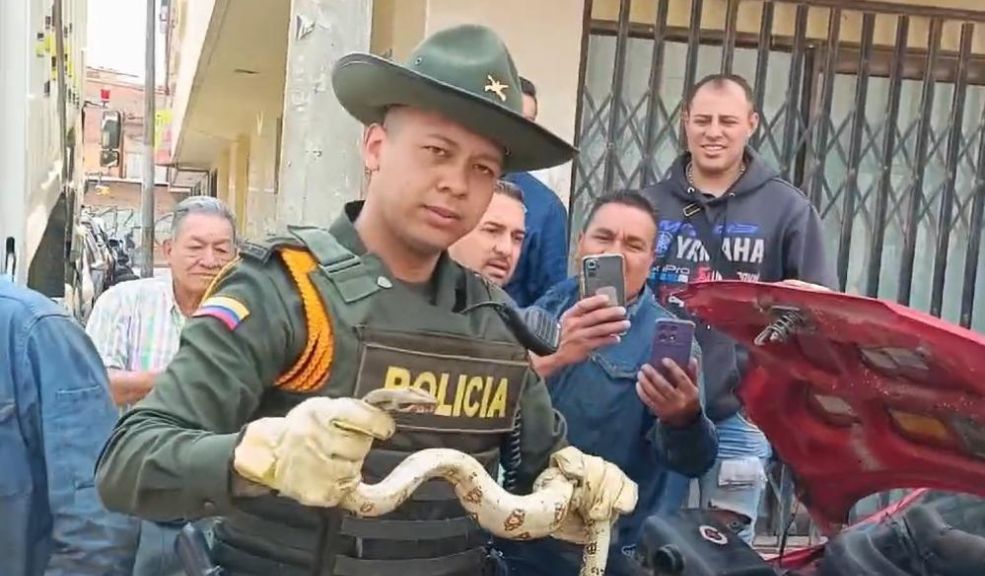 Así fue como las autoridades rescataron una Boa Constrictor en Soacha La Policía Nacional, a través del Grupo de Protección Ambiental, rescató una Boa Constrictor que fue hallada en el motor de un vehículo.